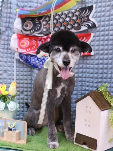 20230524ラッキーちゃん